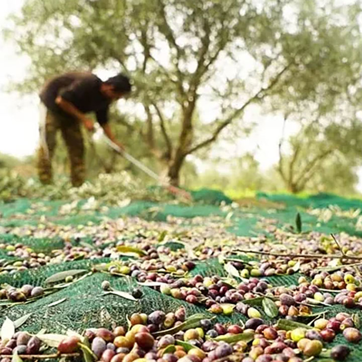 Red de cubierta de cosecha de aceituna tratada madura de malla de plástico UV